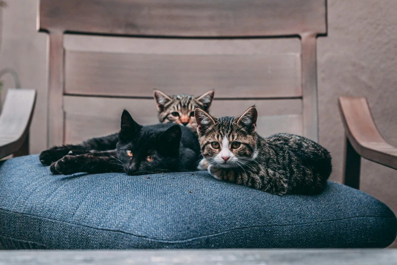 three cats sitting on top of a blue ottoman