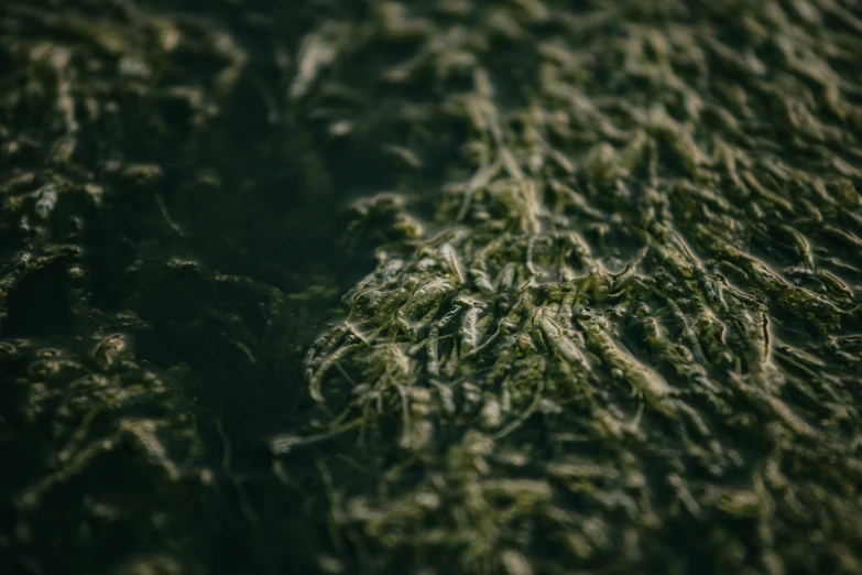 green moss on a rock under a blue sky