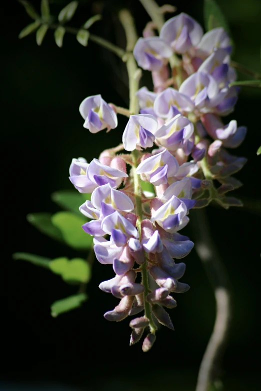 small flowers growing on a green stem with leaves