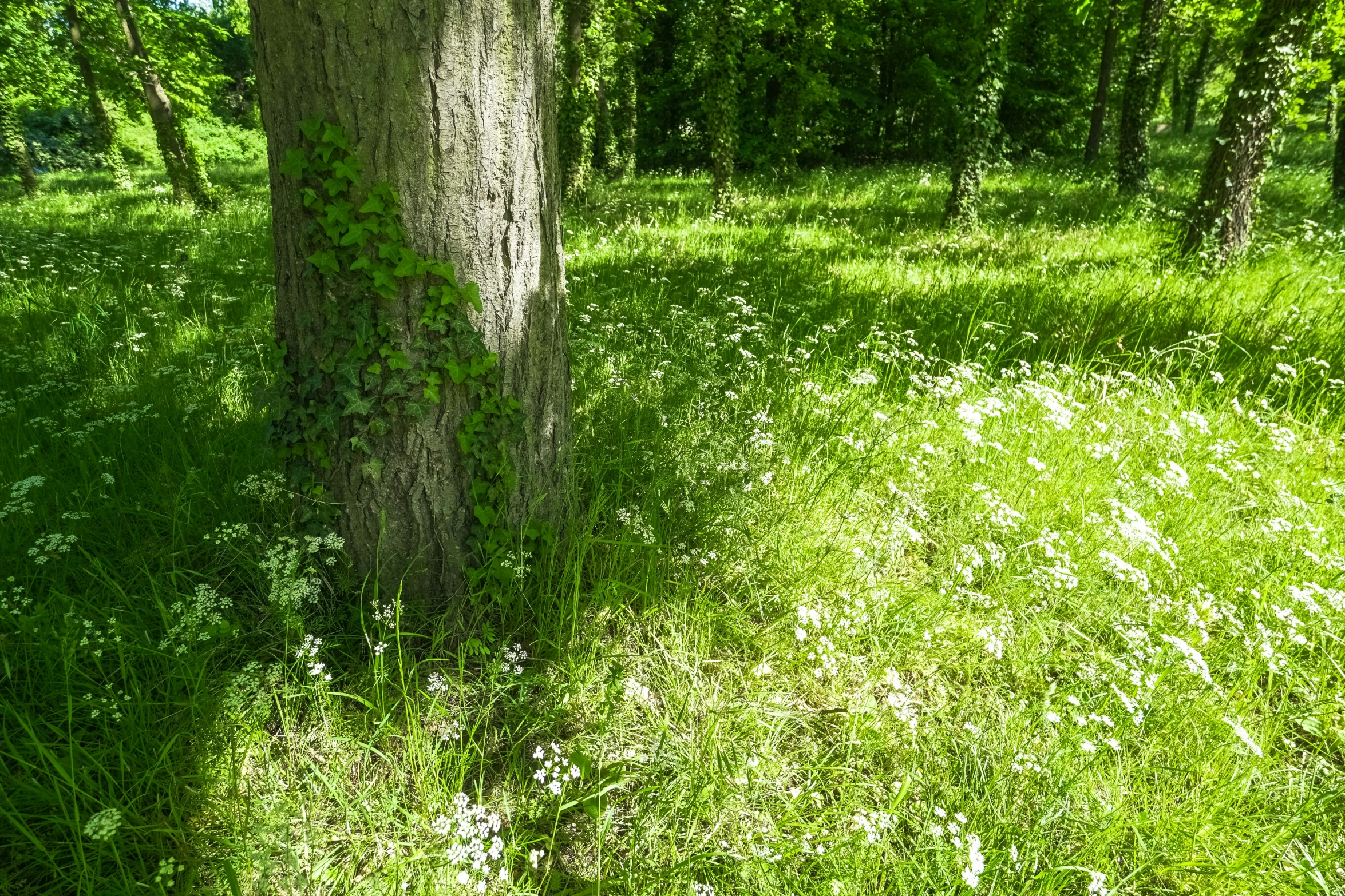 a field covered in grass and a tree