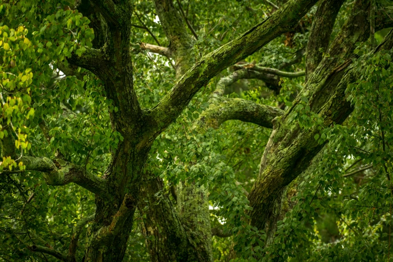 a lush green forest filled with lots of trees