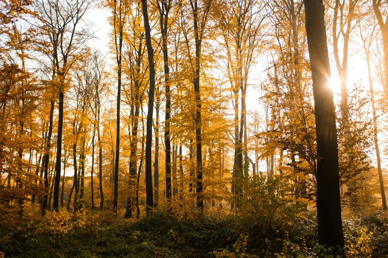 this is an autumn scene with sunshine on the trees