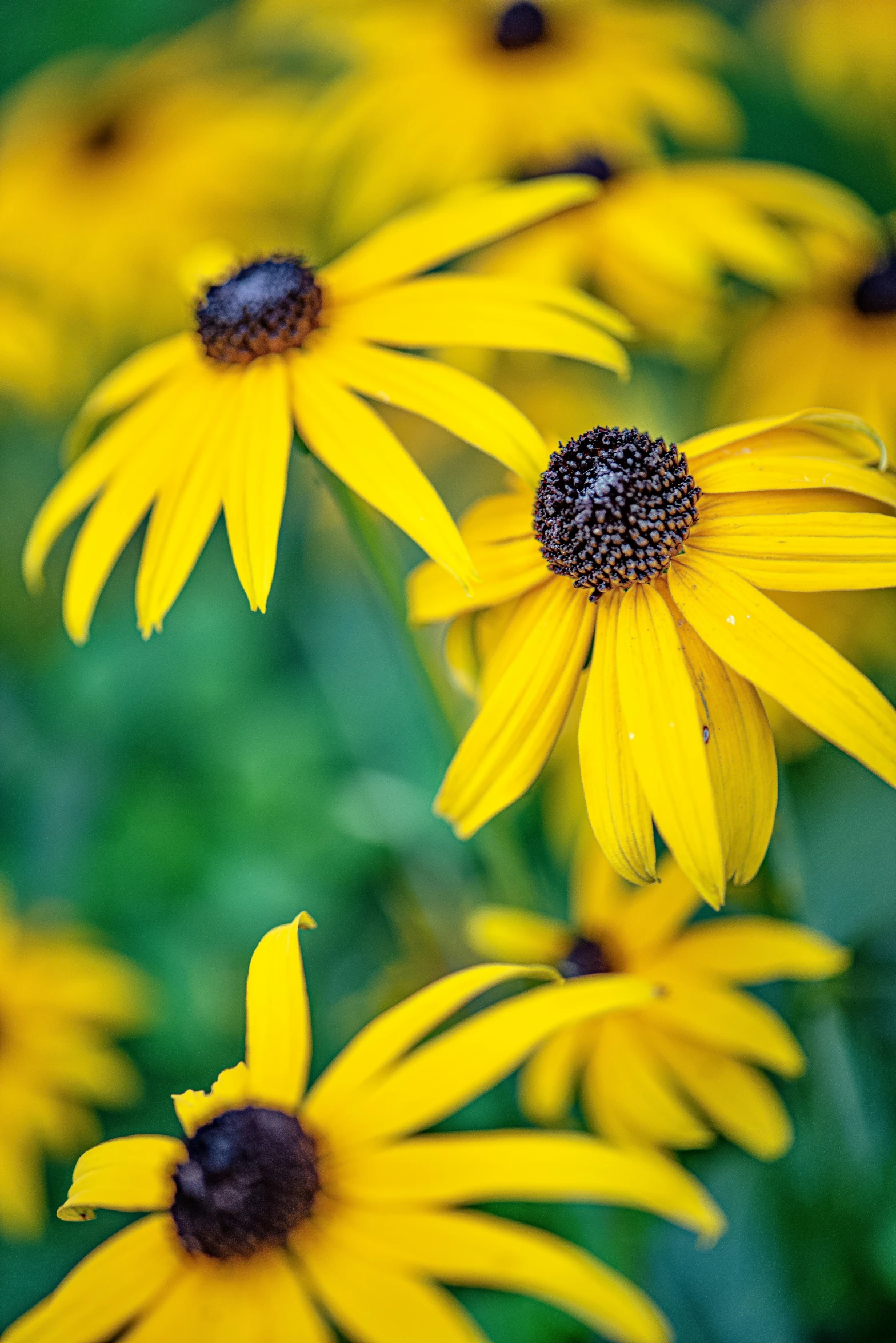 several yellow flowers in the middle of a green field