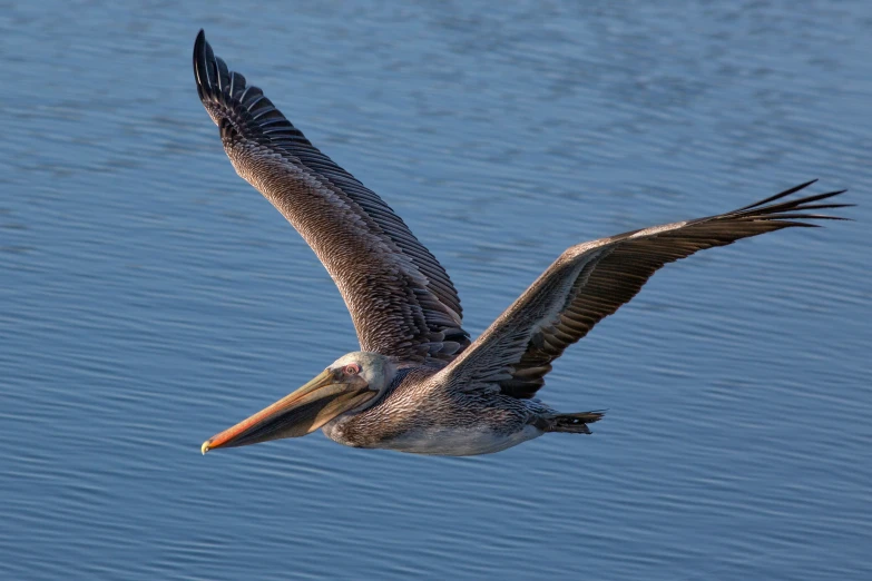 a pelican flying over a body of water with its wings extended