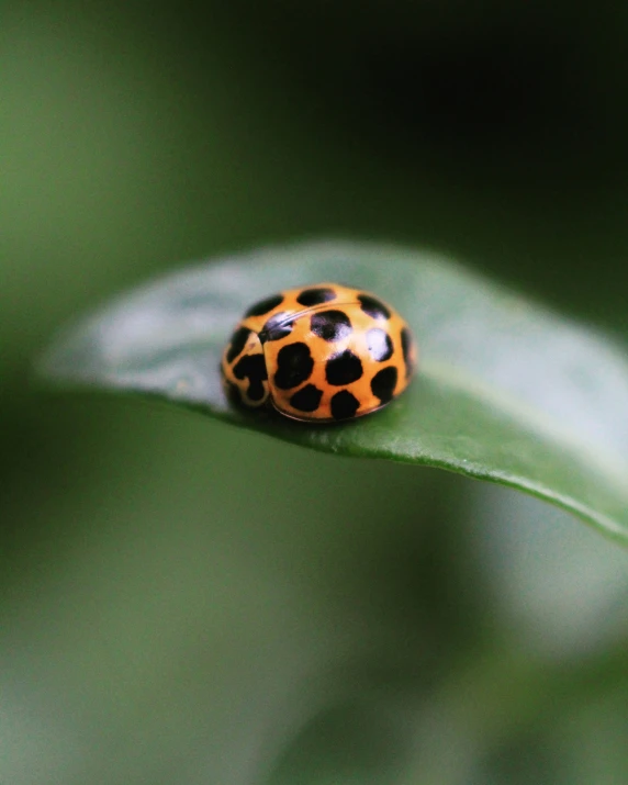 the bug is sitting on the green leaf