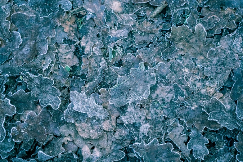 frozen water and ice covered rocks near a tree