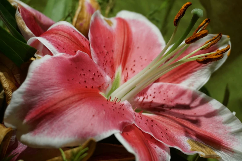 a close up of a flower with leaves in the background