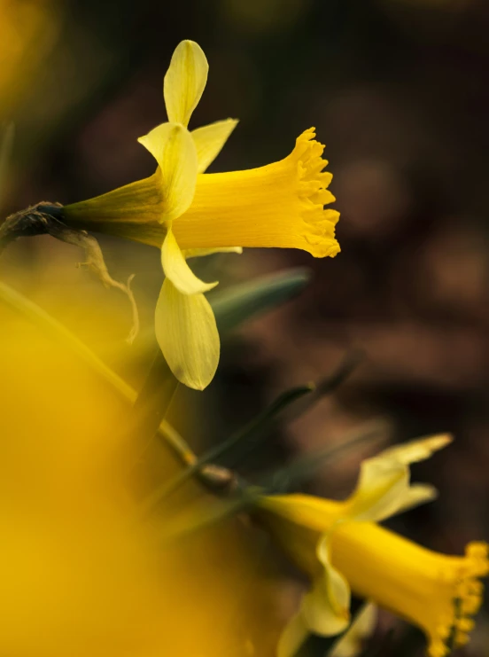 some very pretty yellow flowers by some leaves