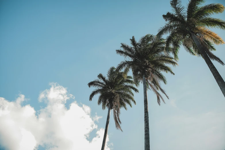 tall palm trees reaching to the sky against a cloudy blue sky