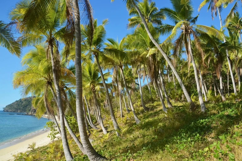 several palm trees on a grassy hillside near the beach