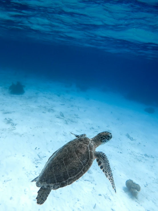 a turtle swims in shallow ocean water