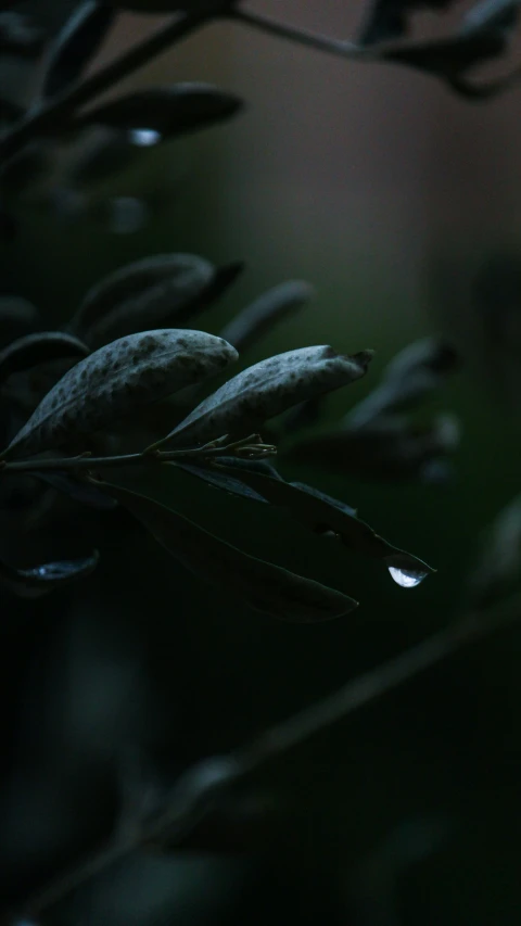 a plant with water drops floating on it