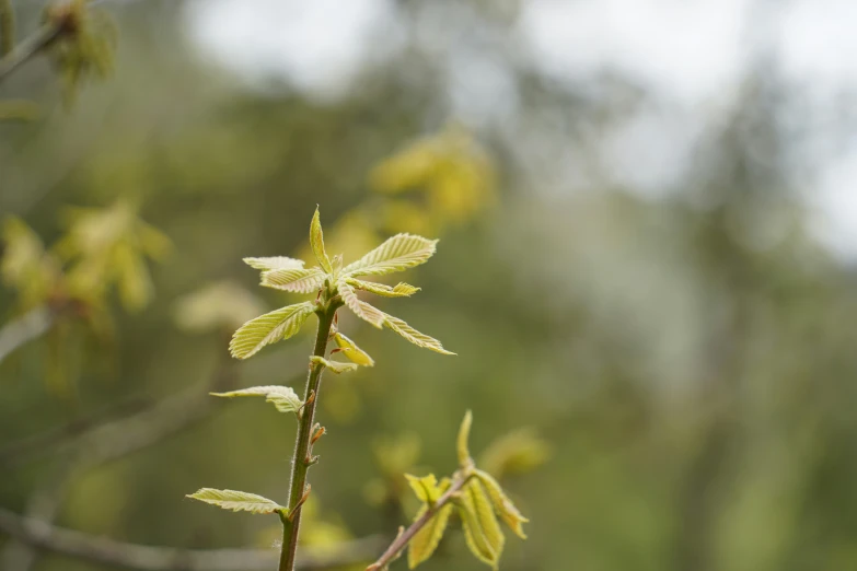 a flower that is growing near some nches