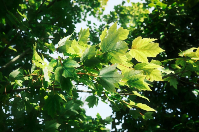 leaves are hanging from the nches of trees