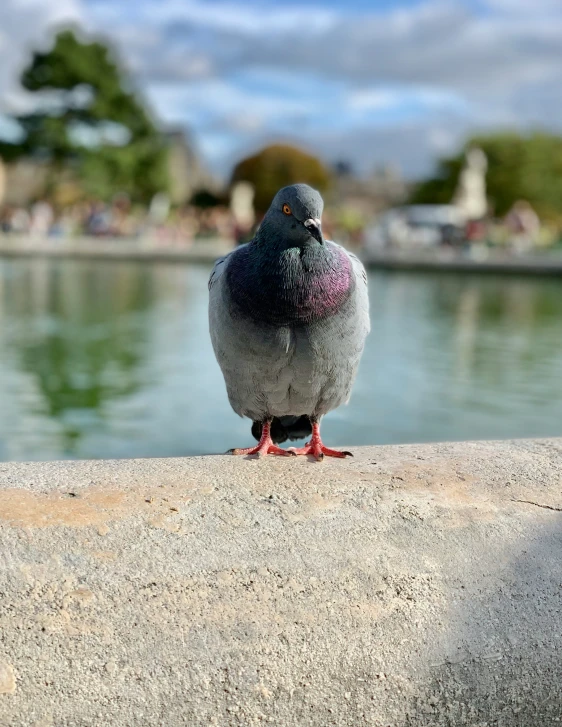 a very pretty pigeon on a ledge next to some water