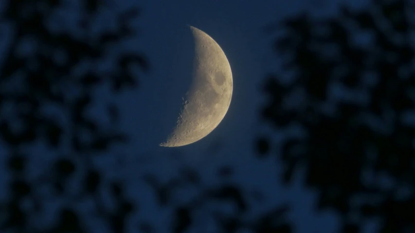 a crescent moon in the sky behind a tree