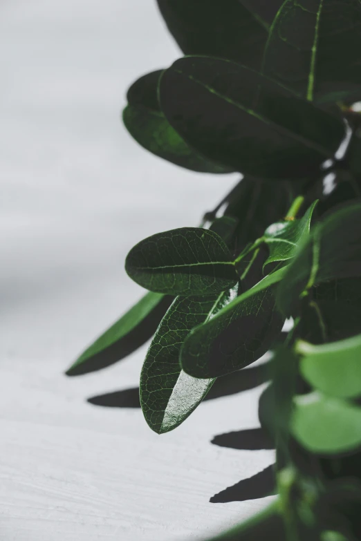 closeup view of green leaves on an outdoor tree