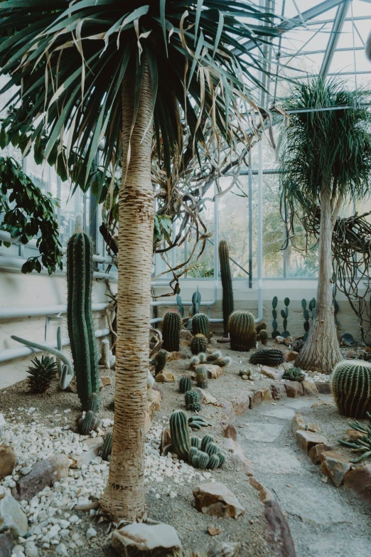 many cactus plants are in the small greenhouse