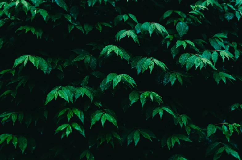 several large trees with green leaves on them