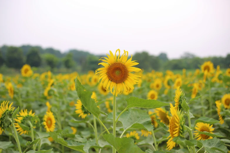 this po was taken in a field of sunflowers