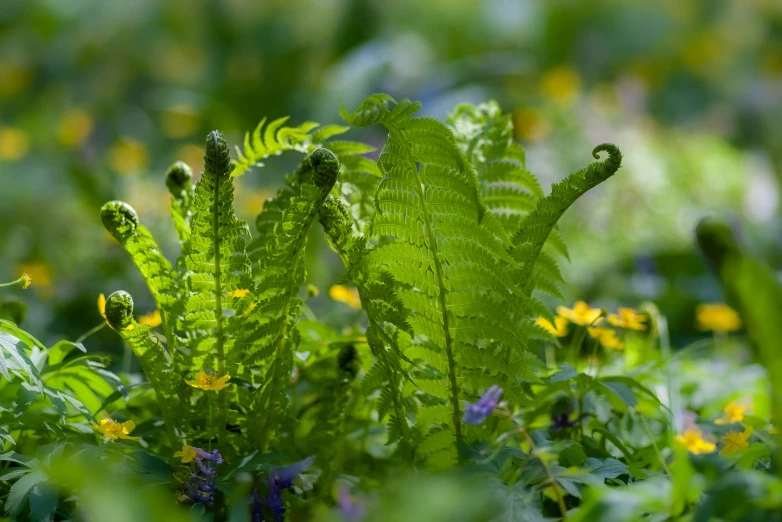 a close up of flowers with green leaves