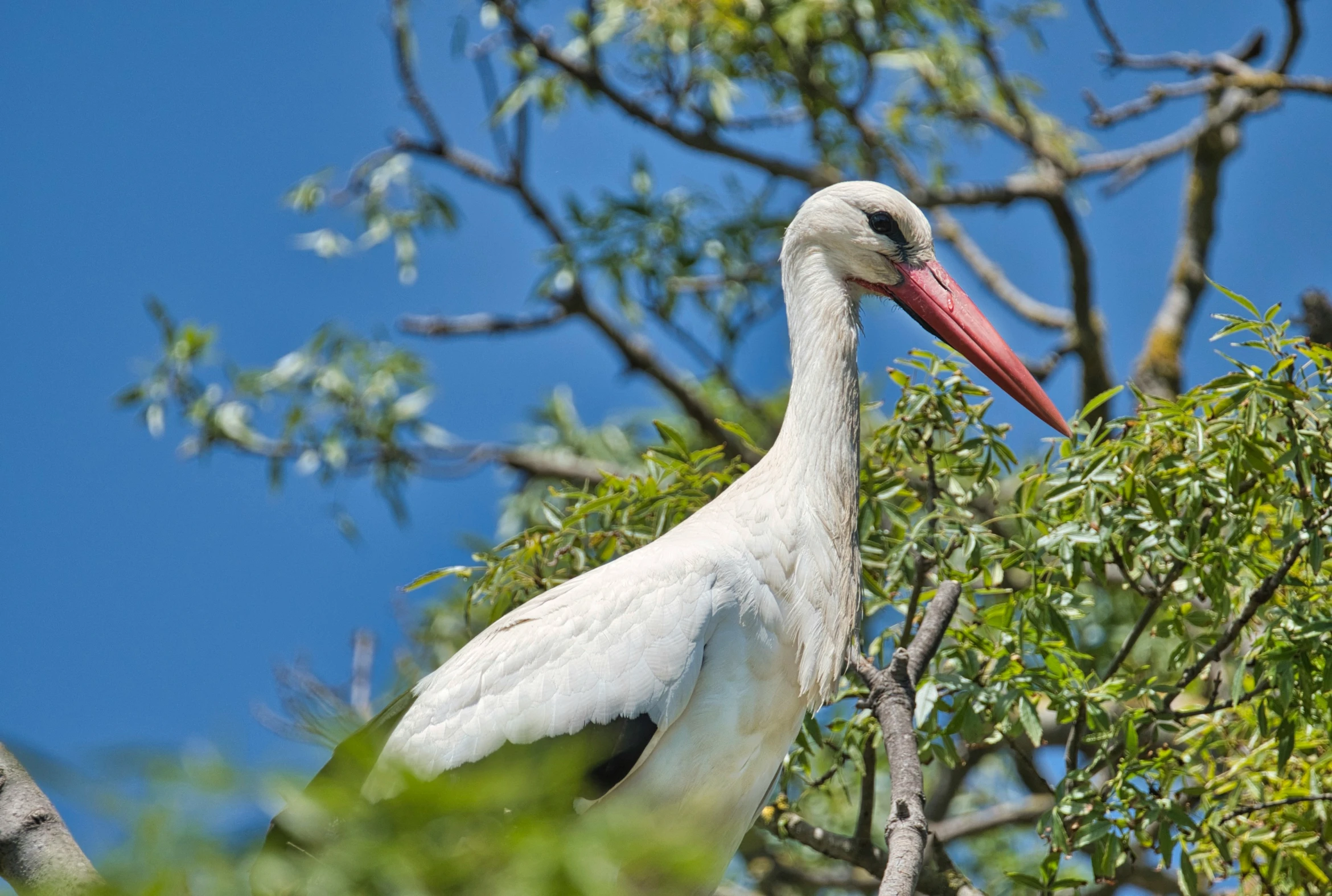 the long - legged white stork is resting on a tree limb