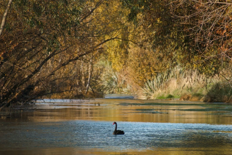 two ducks swimming in the middle of a large body of water