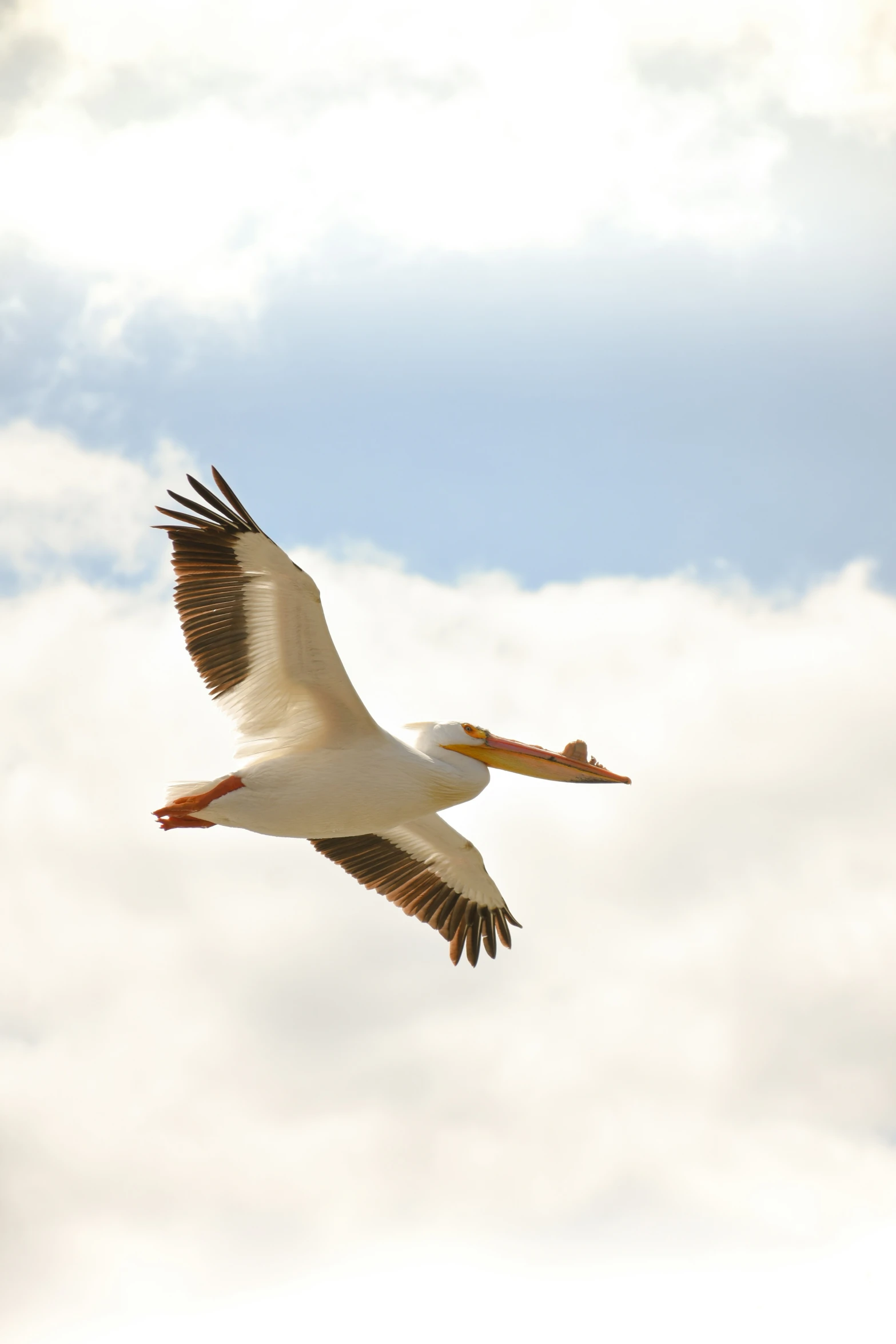 a pelican flying through a cloudy sky with long wings