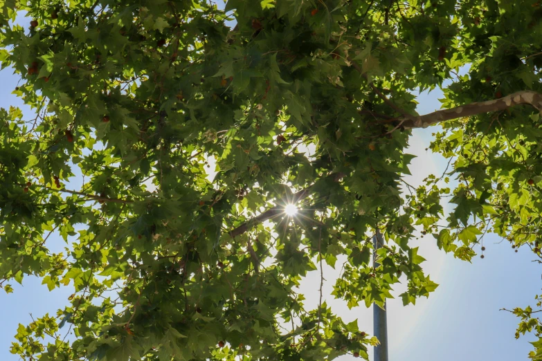 the sun shines through green leaves in front of trees