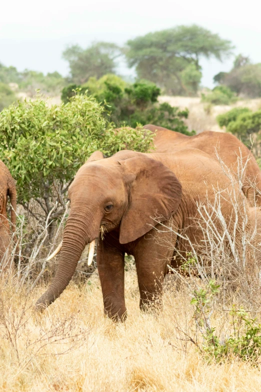 there are two adult elephants in the woods