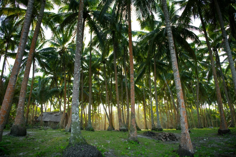 a forest filled with lots of tall palm trees