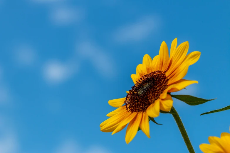 two sunflowers with leaves are in the foreground with a blue sky and clouds