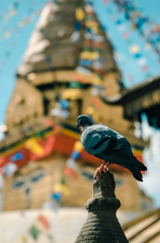 the bird is perched on the finger of a person