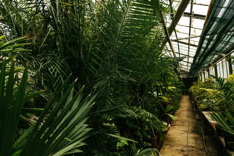 a jungle with large plants and large plants inside of it