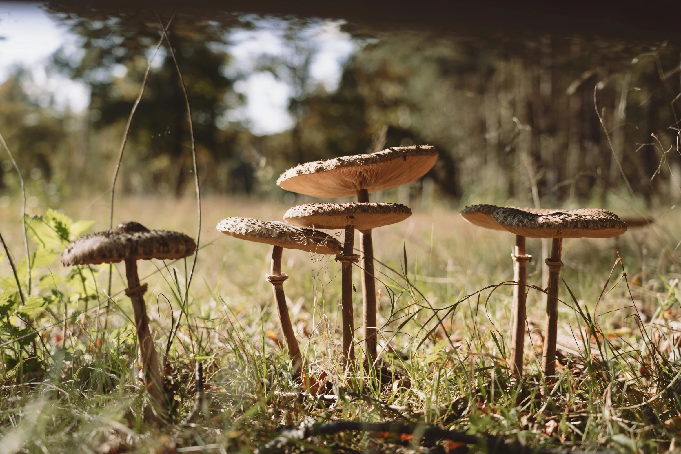 a bunch of mushroom is sitting on the grass