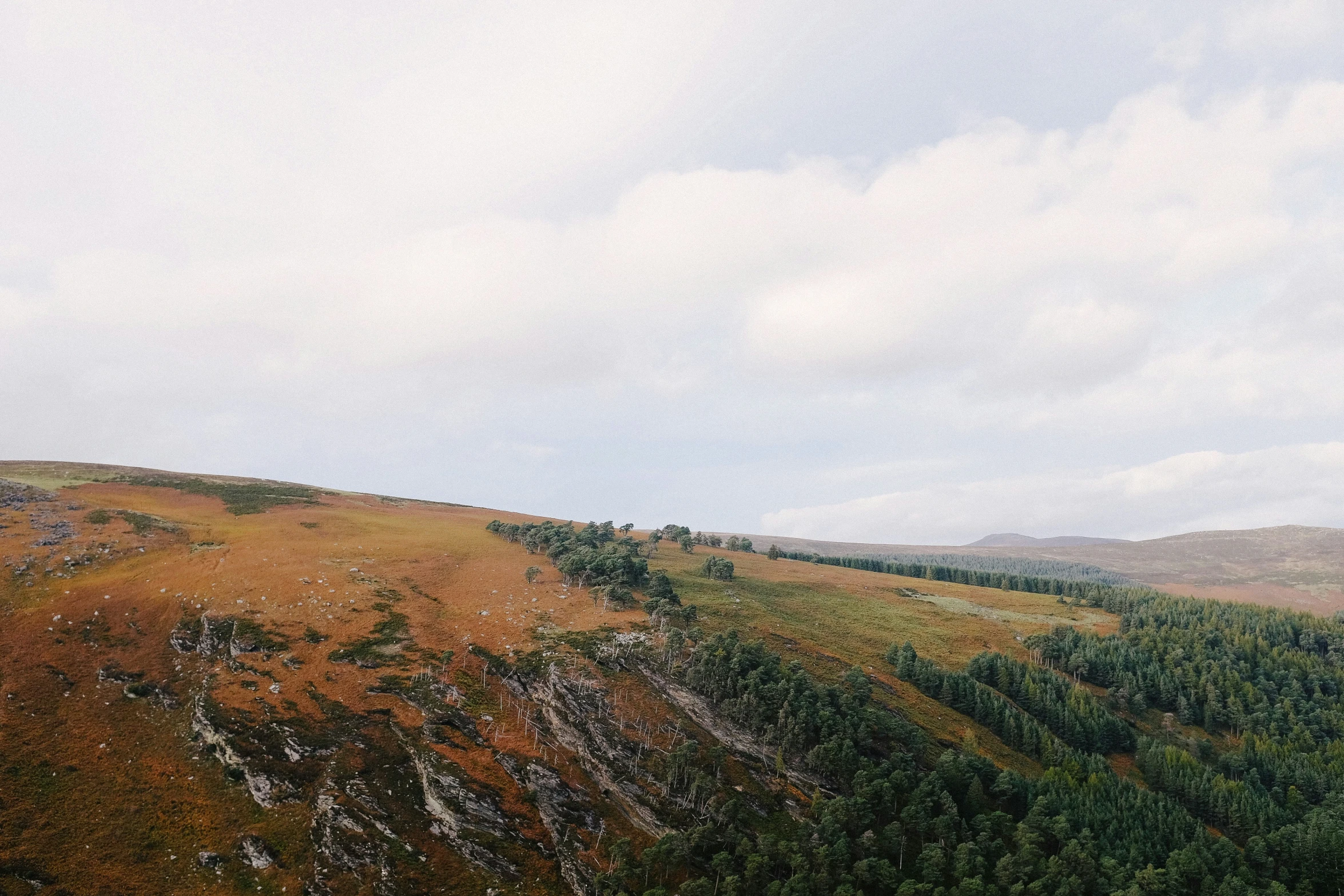 two trees on a grassy hill side