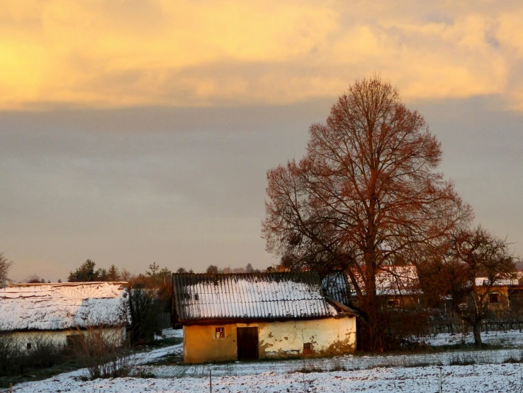 a snowy farm with a very big tree and few snow