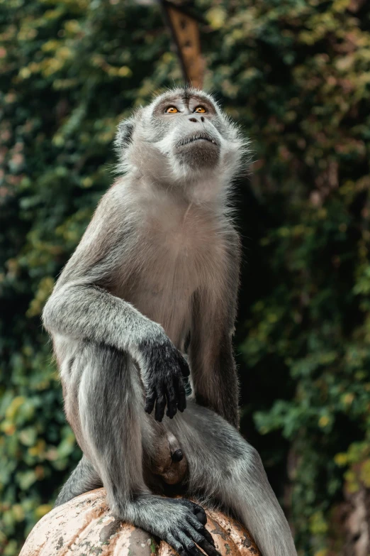 a brown monkey with its mouth open on a rock