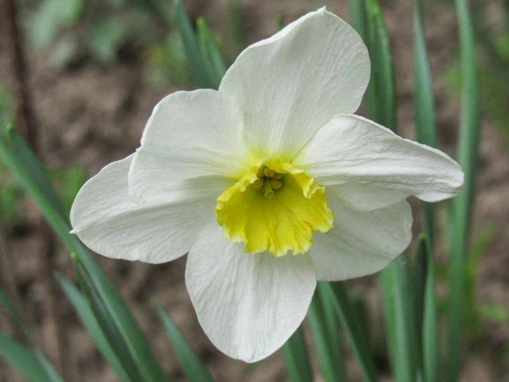 a white and yellow flower is standing on some stems