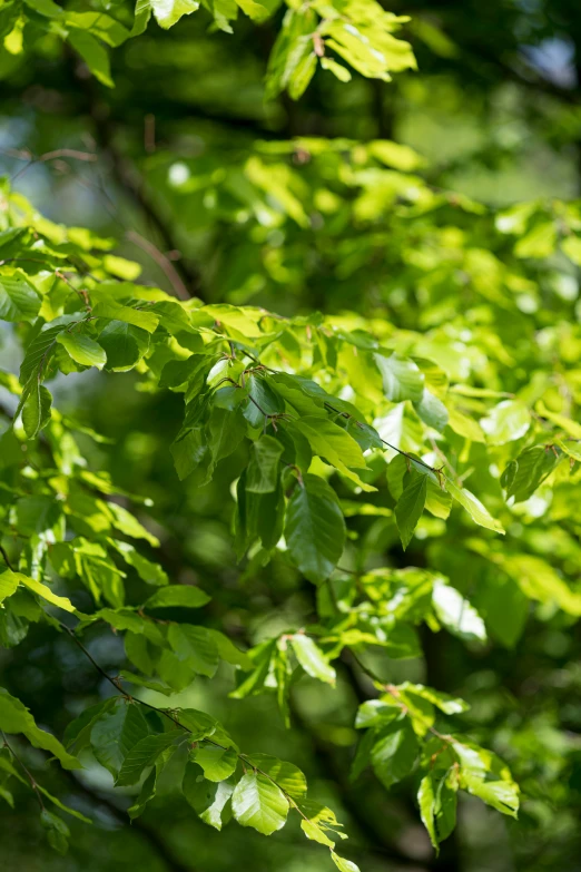 nches with green leaves in the sunlight