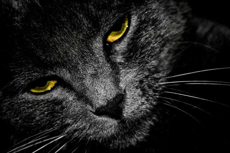 closeup of black cat's head with yellow eyes