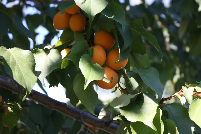 a bunch of oranges sitting on a tree nch