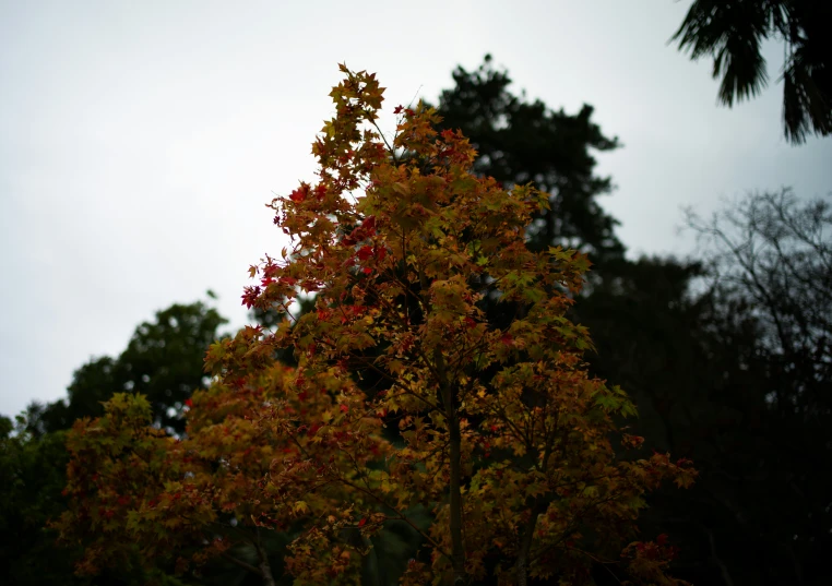 leaves stand out against the white and gray sky