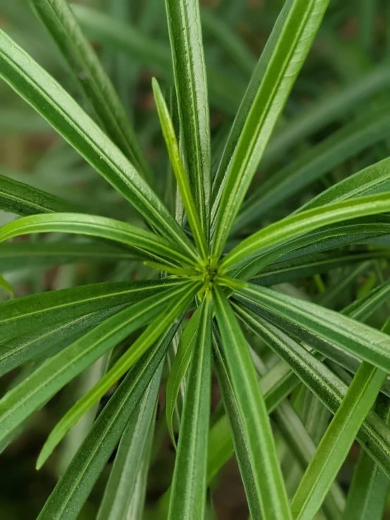 green leaves are a blurry pograph and some sort of abstract