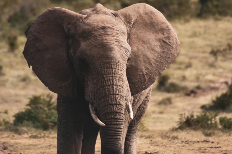 the head of a large brown elephant standing in the open