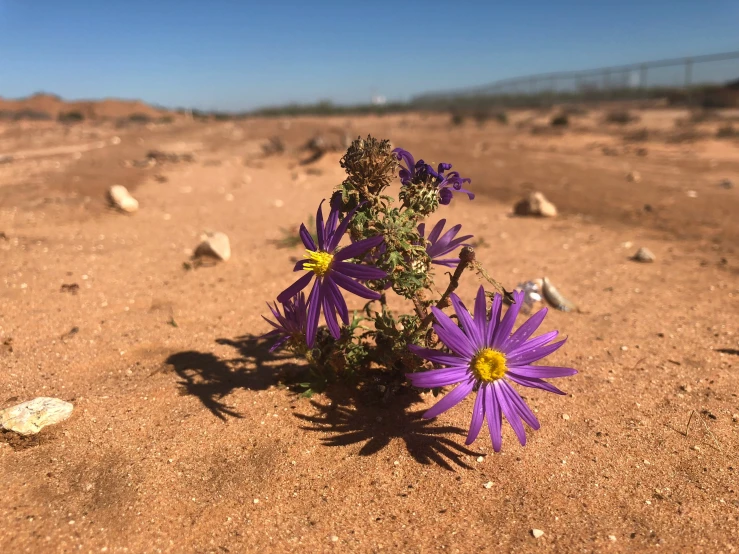 two purple flowers are in the sand on a sunny day