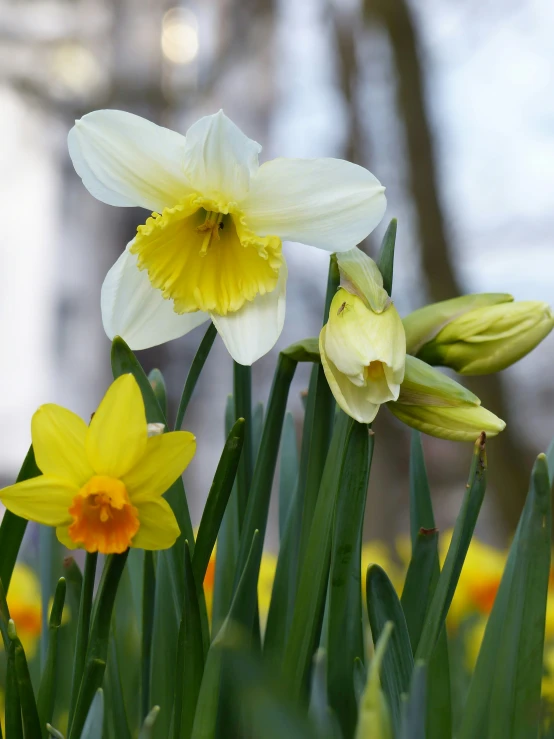 this is a bouquet of flowers that are yellow and white