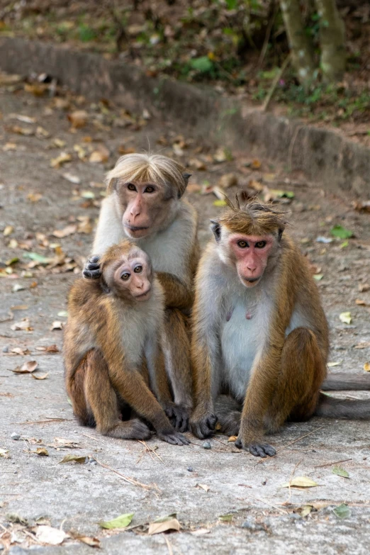 three monkeys sitting next to each other on a dirt ground