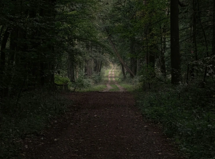 a path leading into the woods surrounded by trees