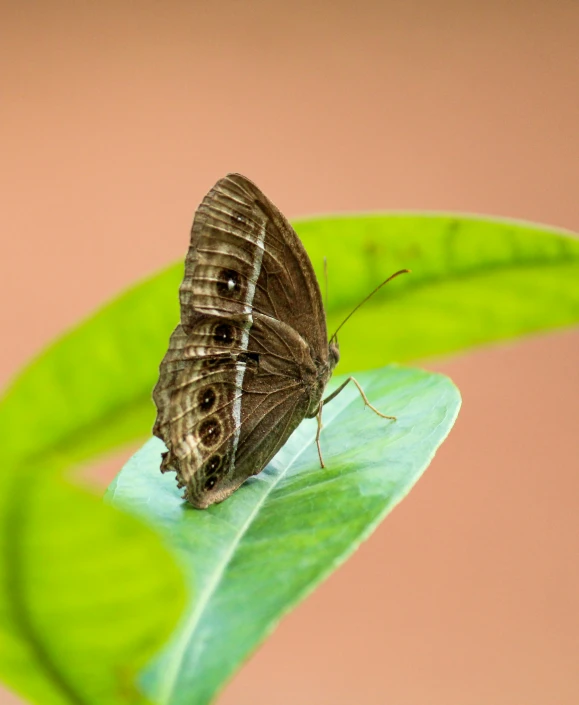 erfly resting on leaf in natural setting with pink background